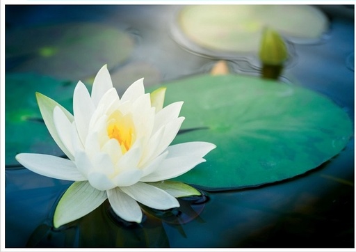 [US0129] Carte de condoléances "Lotus"